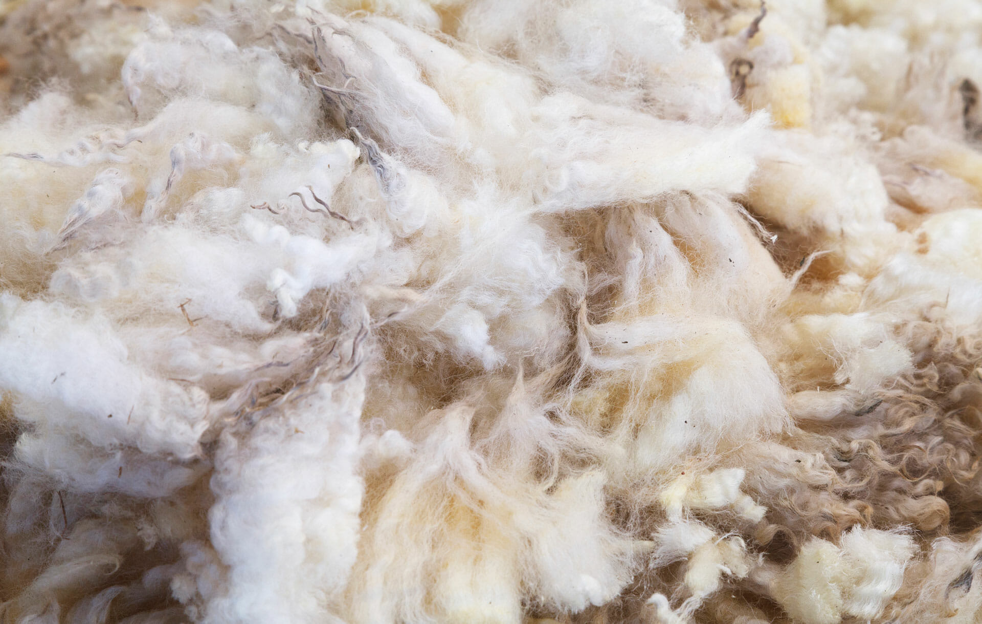 Saffron beds - Sheep wool