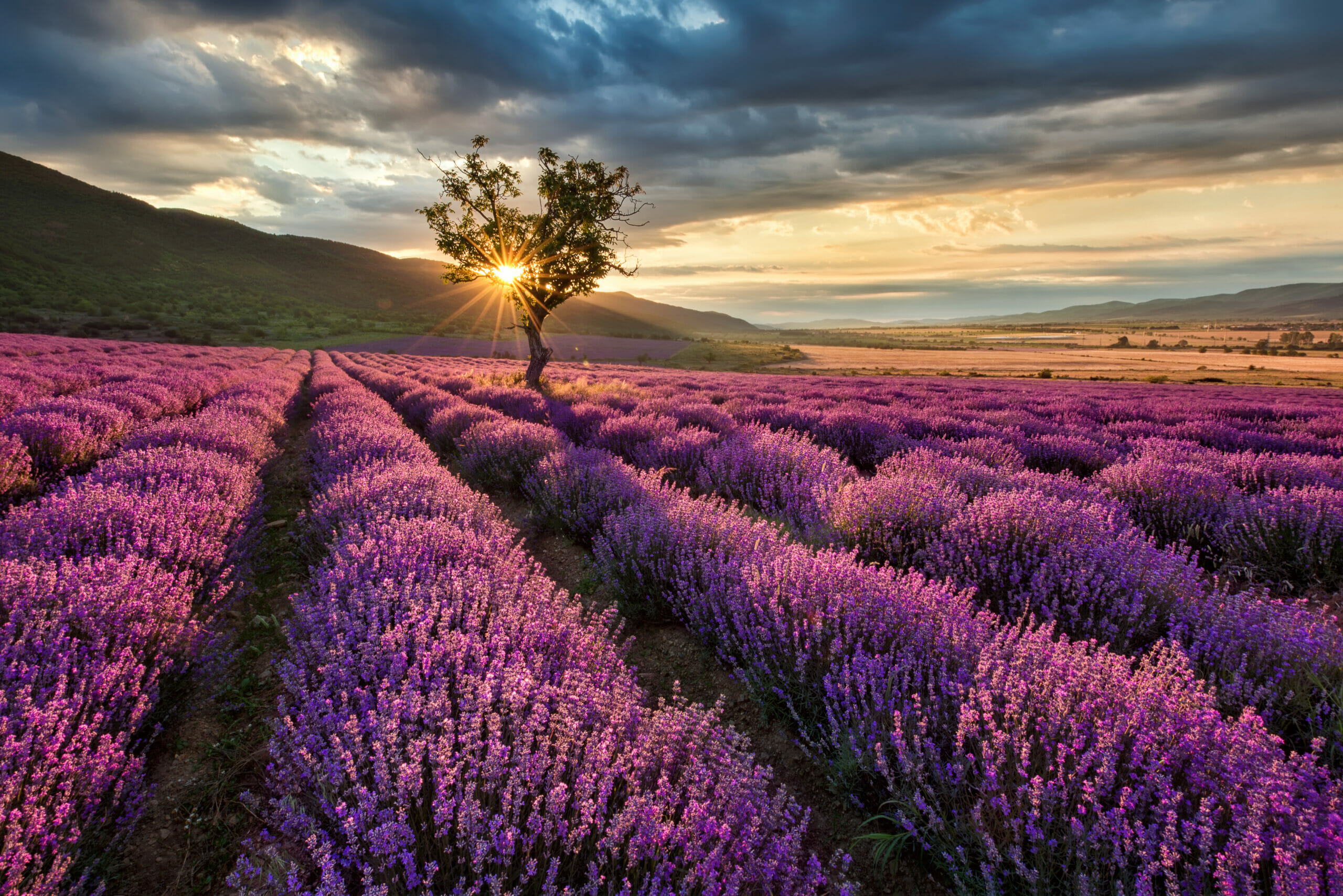 Saffron beds - Lavender field